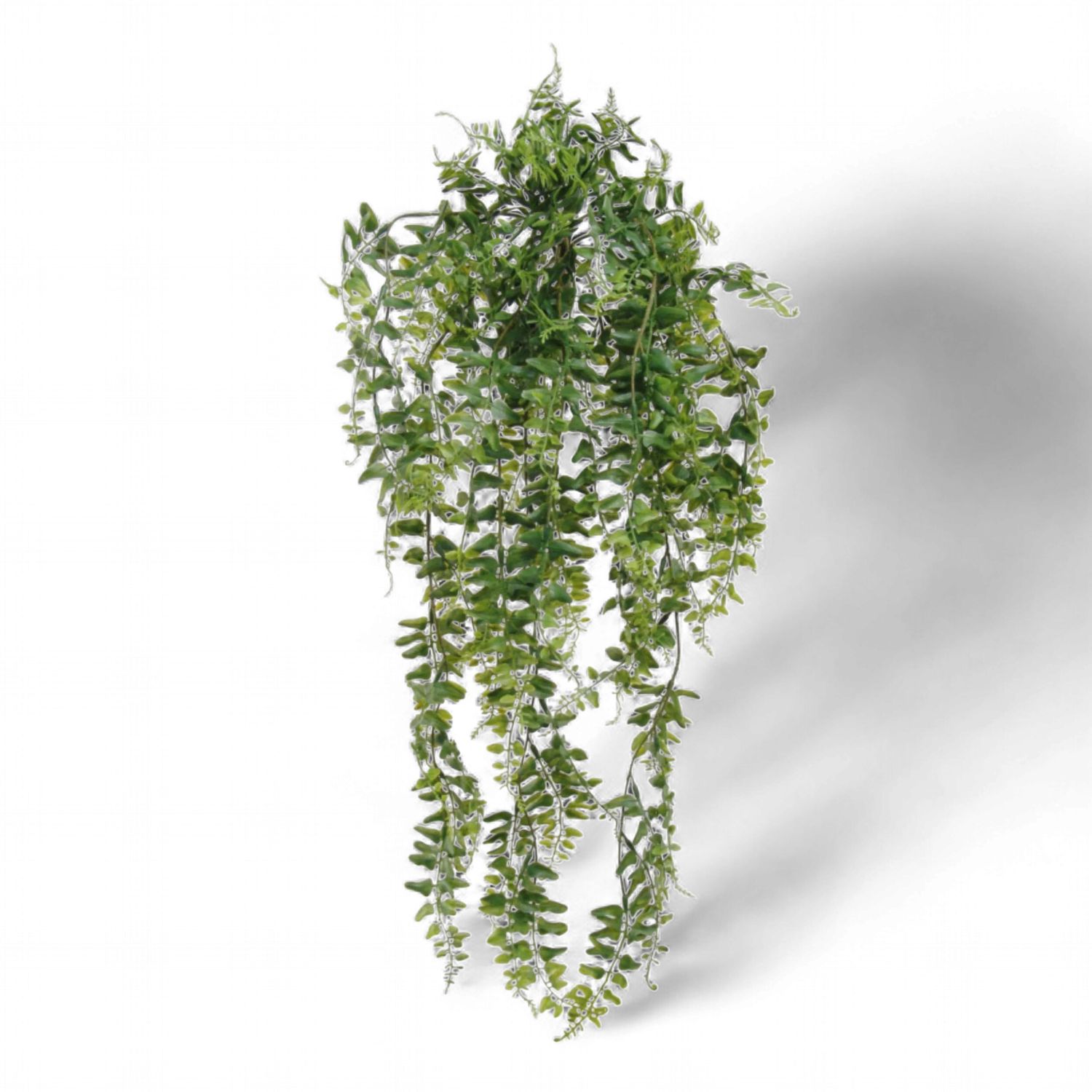Buckler Fern TT Green