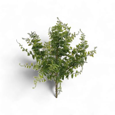 15" Buckler Fern Bush