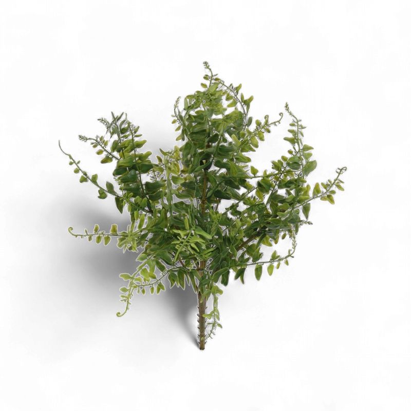 15" Buckler Fern Bush