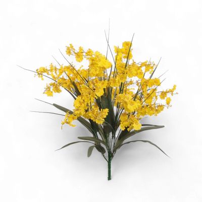 Dancing Orchid Bushx12 Yellow