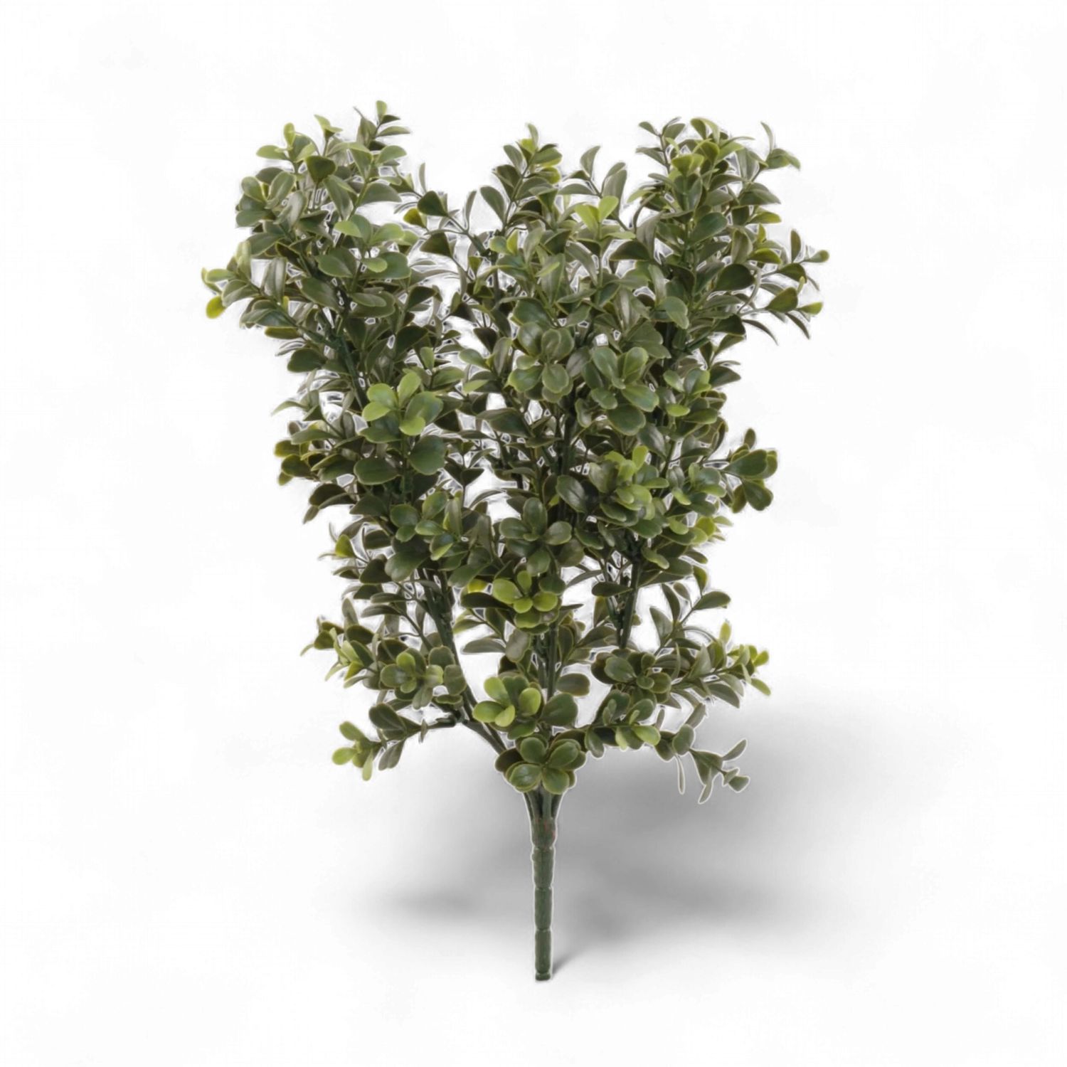 Boxwood Bush 17" Tall-Green