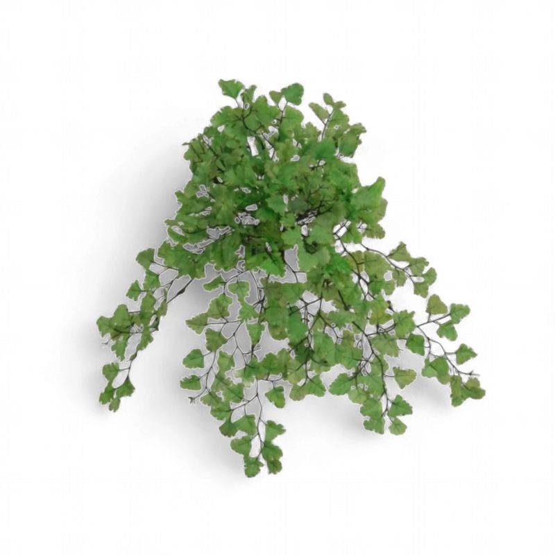 Maidenhair Fern x 23 Green