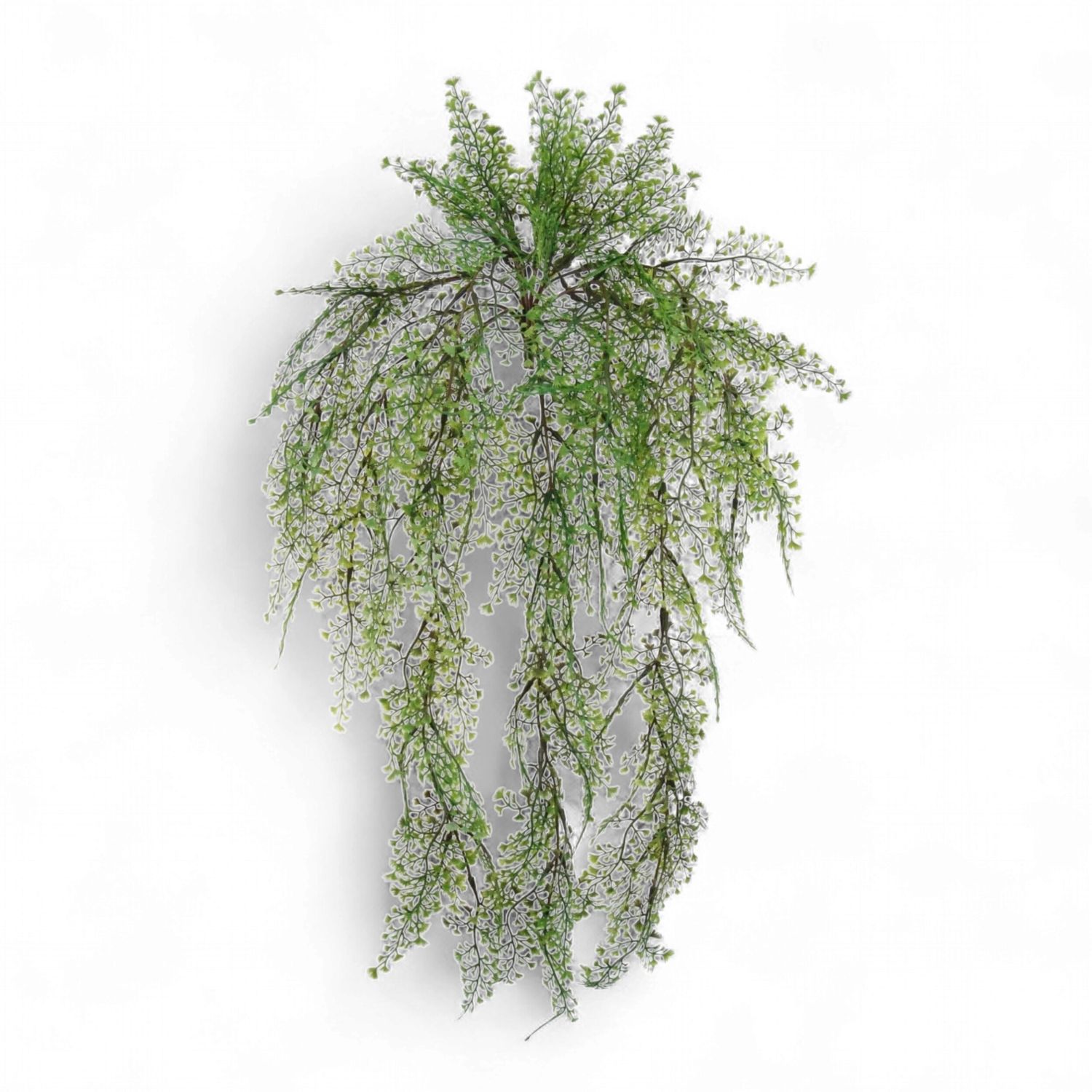 Maidenhair Fern Bush