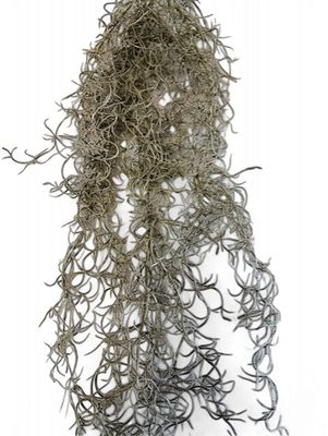 Hanging Spanish Moss Vine-Natural