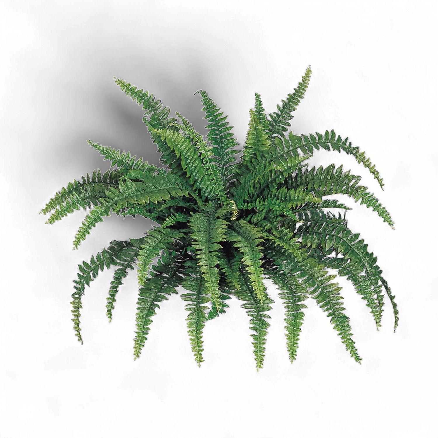 Boston Fern x60