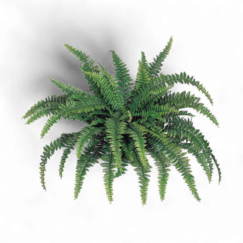 Boston Fern x60