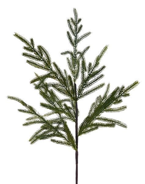 Norfolk Pine Spray TT Green