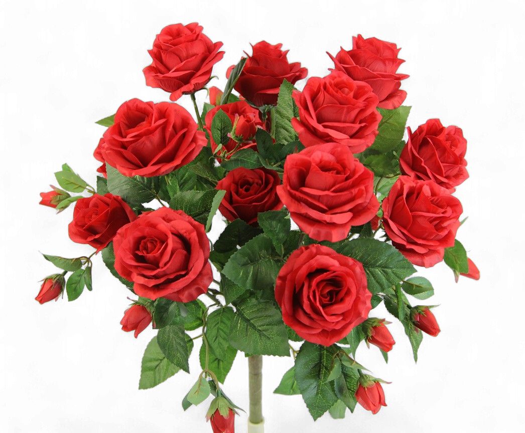 Rose Bush x5 W 15 Flowers Red
