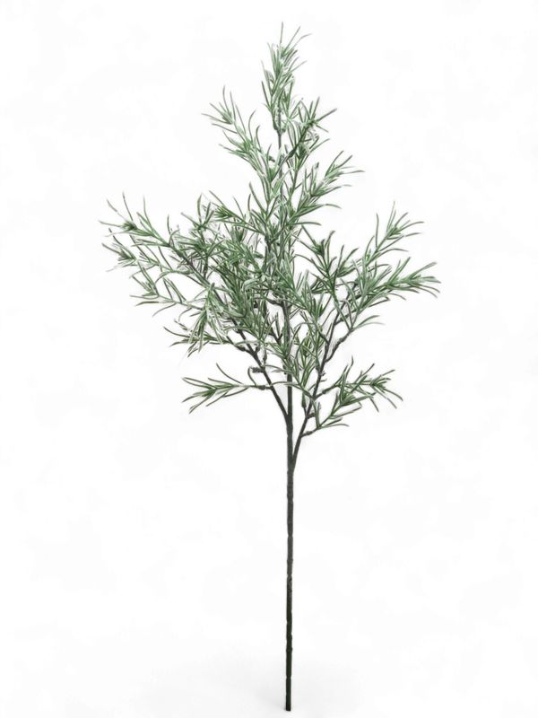 Podocarpus Spray x45