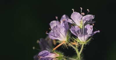 Phacélies