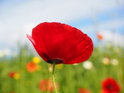 Coquelicots