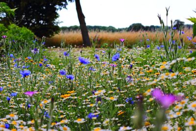 Fleurs des champs
