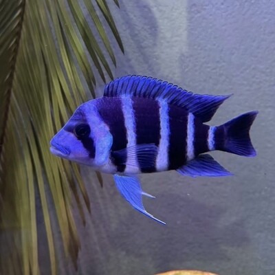 Cichlids