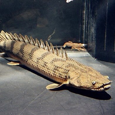 Bichir