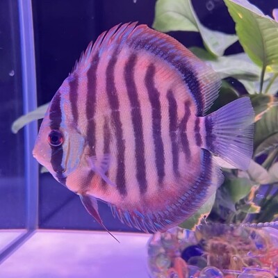 Discus &amp; Angelfish