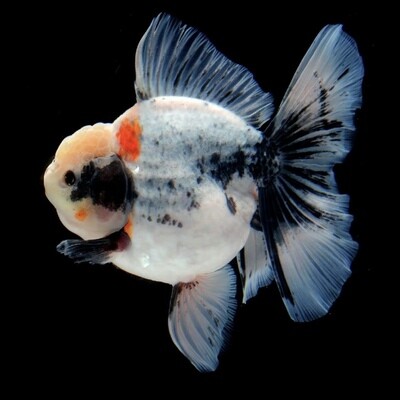 Goldfish &amp; Koi