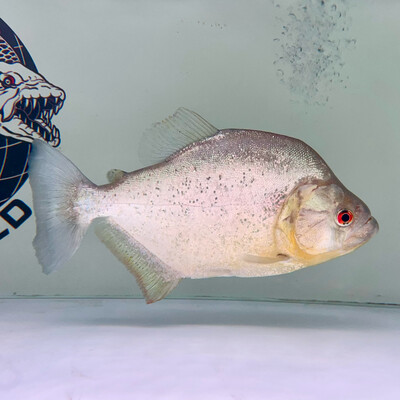 Piranha &amp; Silver Dollar