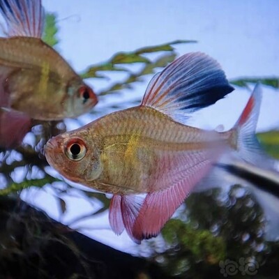Tetra