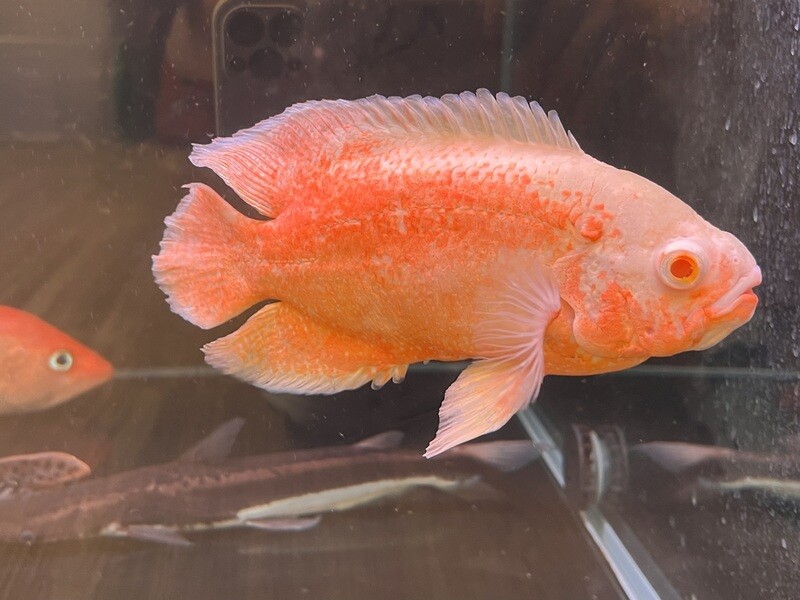 Red Oscar Cichlid
