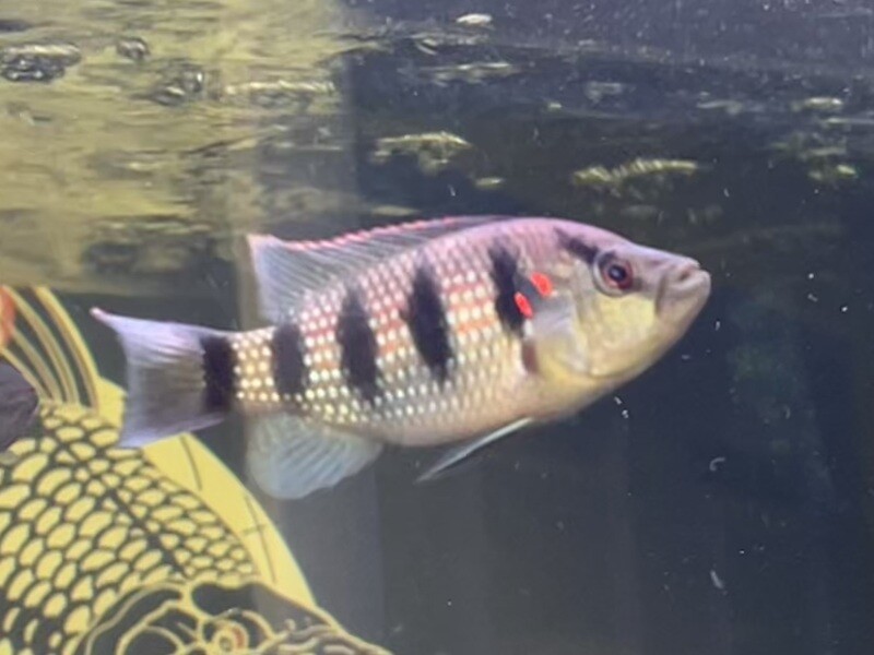 Five Star General Cichlid
