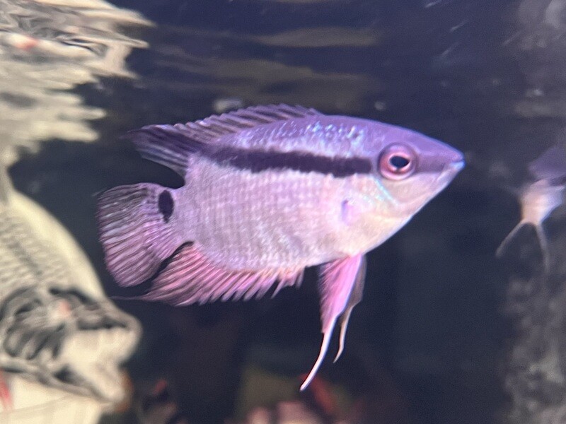 Festivum Cichlid