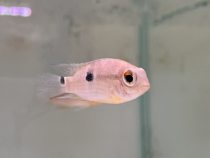 Saddle Cichlid
