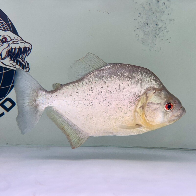 Black diamond piranha