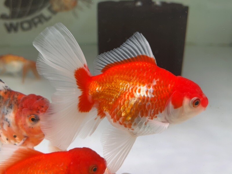 A grade Thai Oranda Goldfish