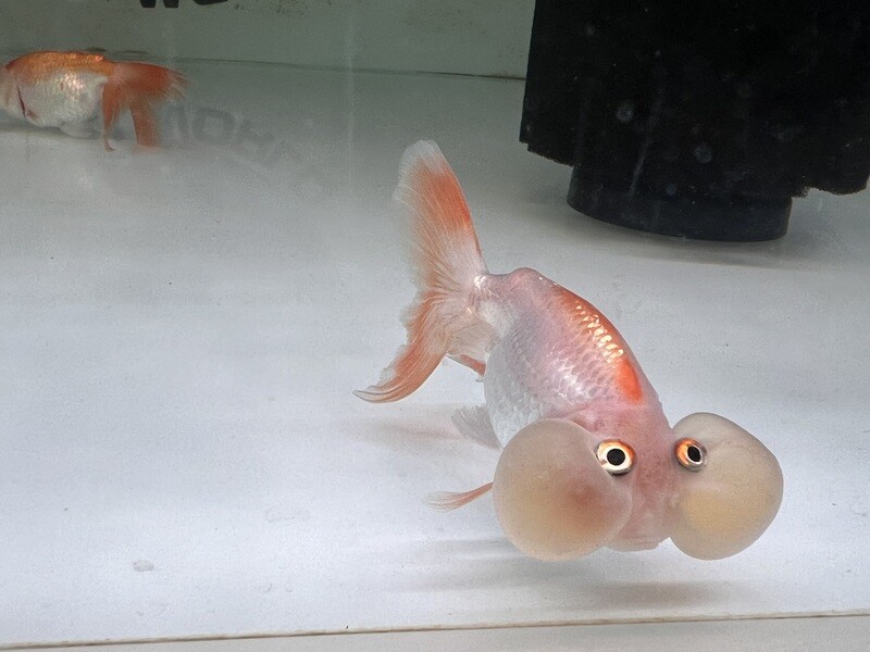 Bubble eye goldfish