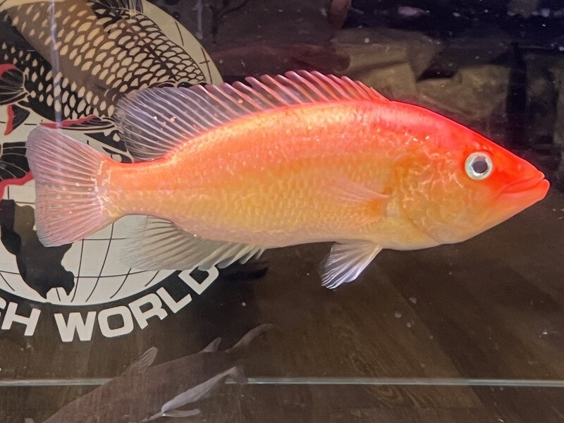 Red Bay Snook