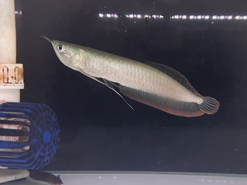 Silver Arowana