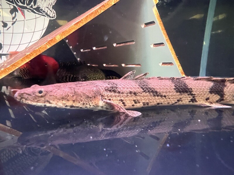 Congicus Bichir