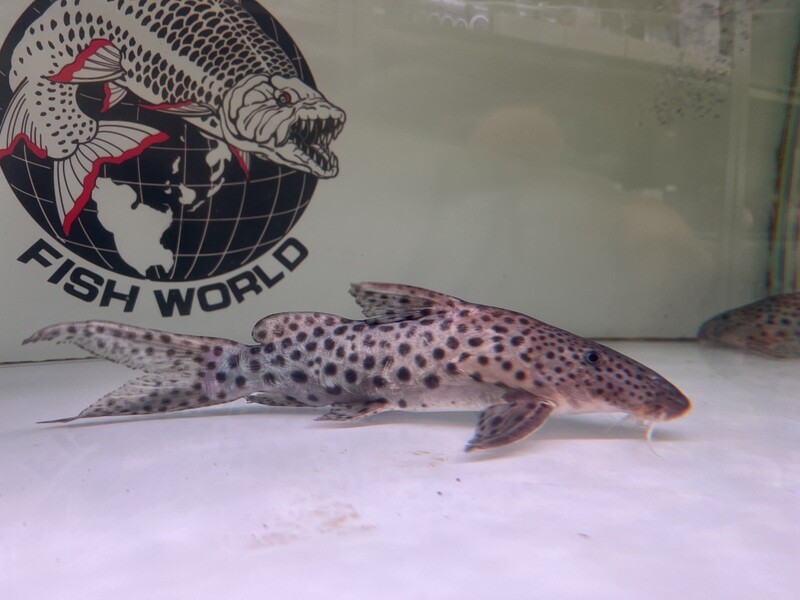Eyespot Synodontis Catfish