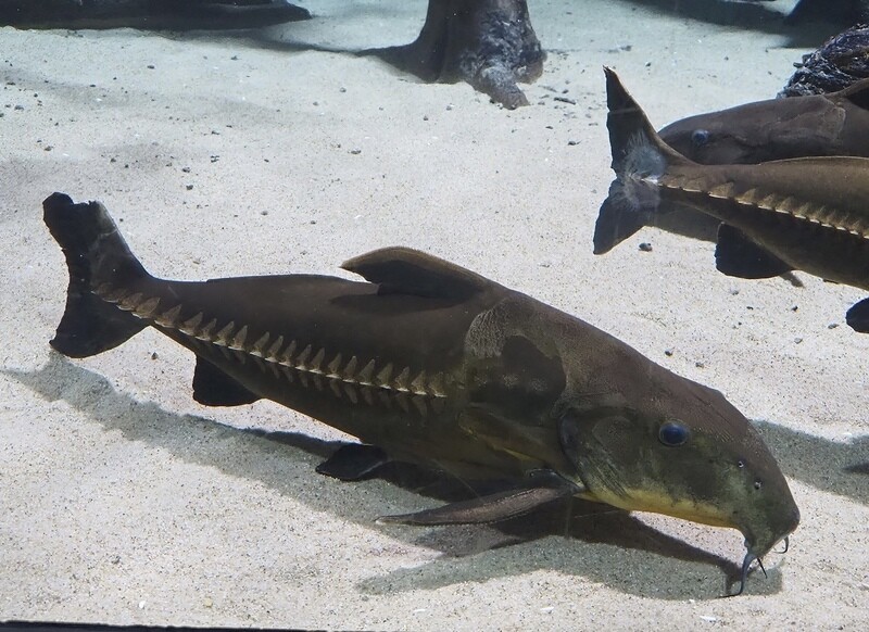 Ripsaw Catfish