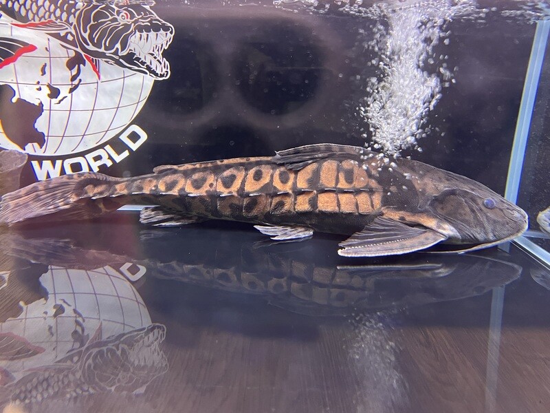 Irwin Catfish