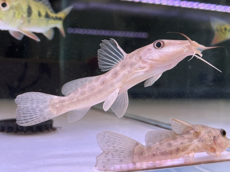 Giraffe Catfish