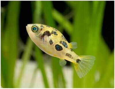 Pea Puffer