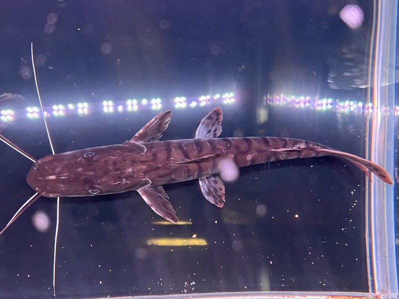 Tigrinum Shovelnose Catfish