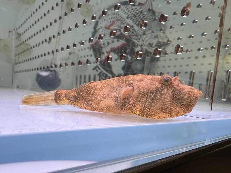 Potato Puffer
