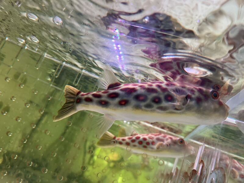 Cross River Puffer