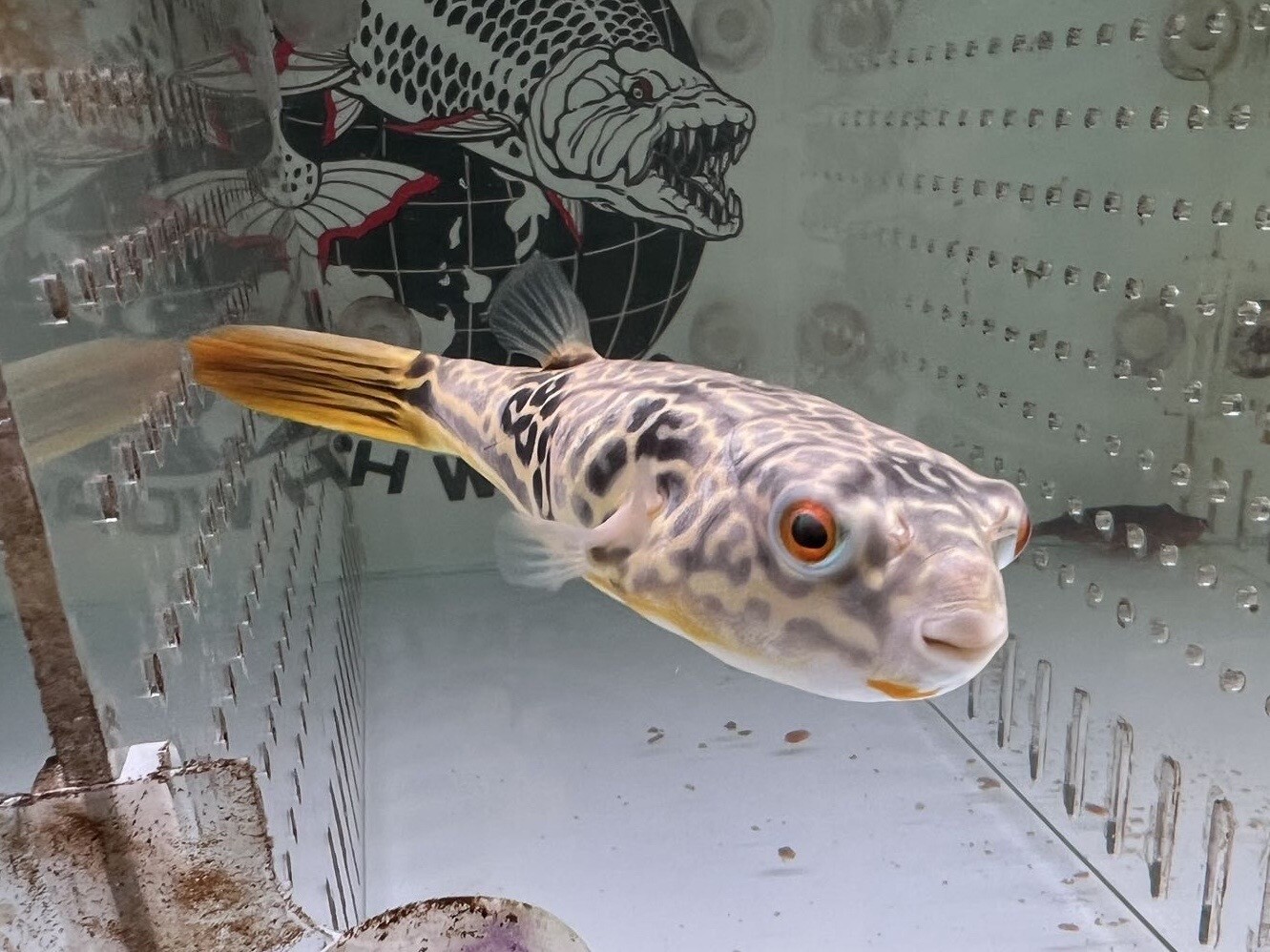 Mbu Puffer