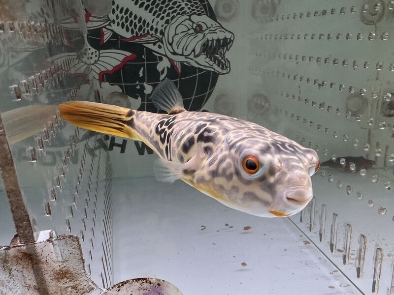 Mbu Puffer
