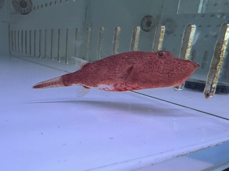 Orange Potato Puffer