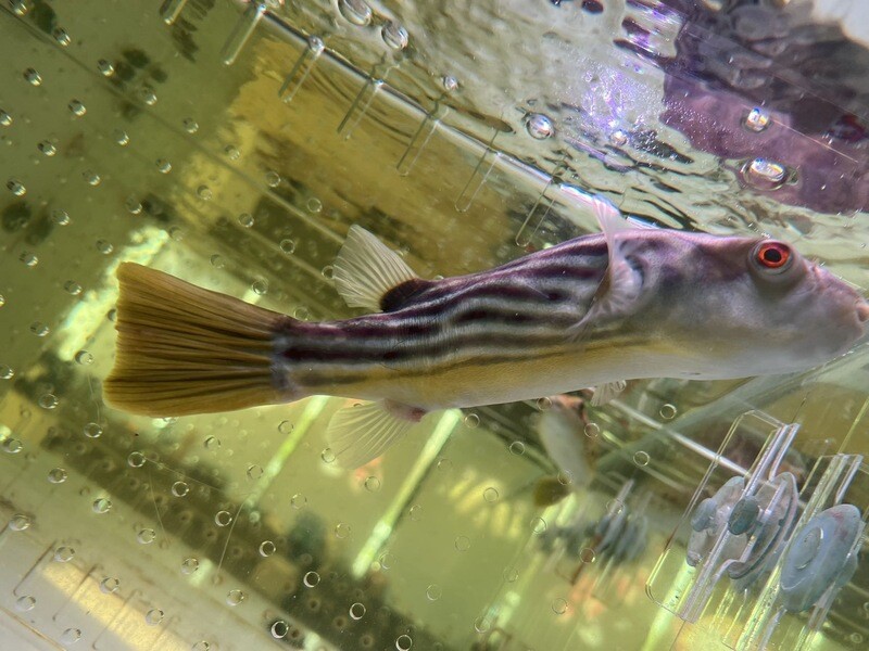 Fahaka Puffer with Red Dot