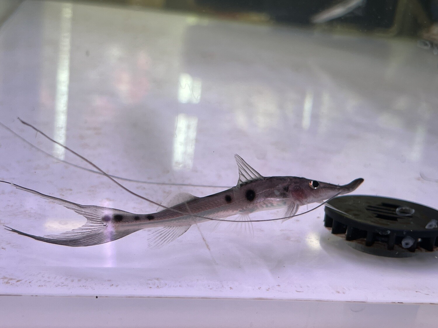 Sturio / Zorro Catfish