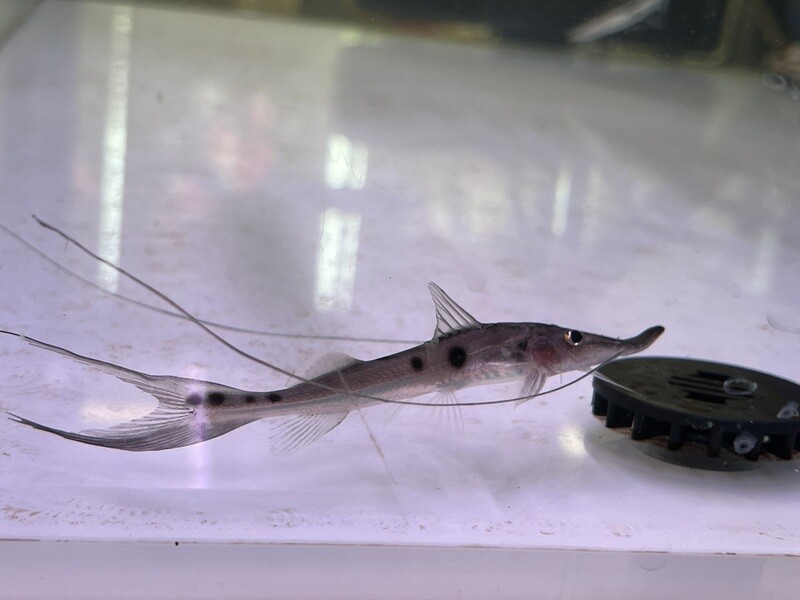 Sturio / Zorro Catfish