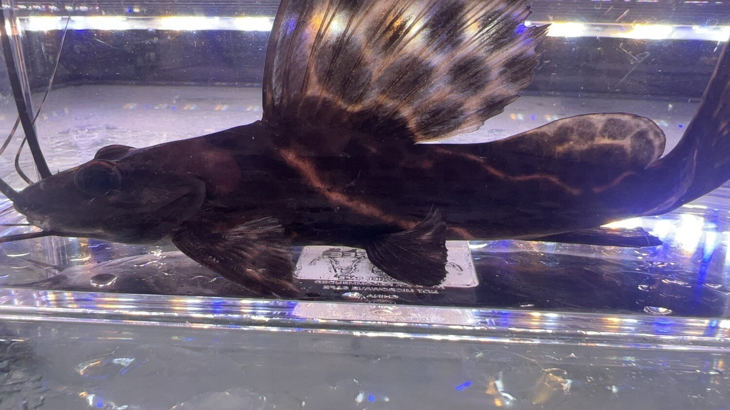 Sailfin Marble Achara Catfish