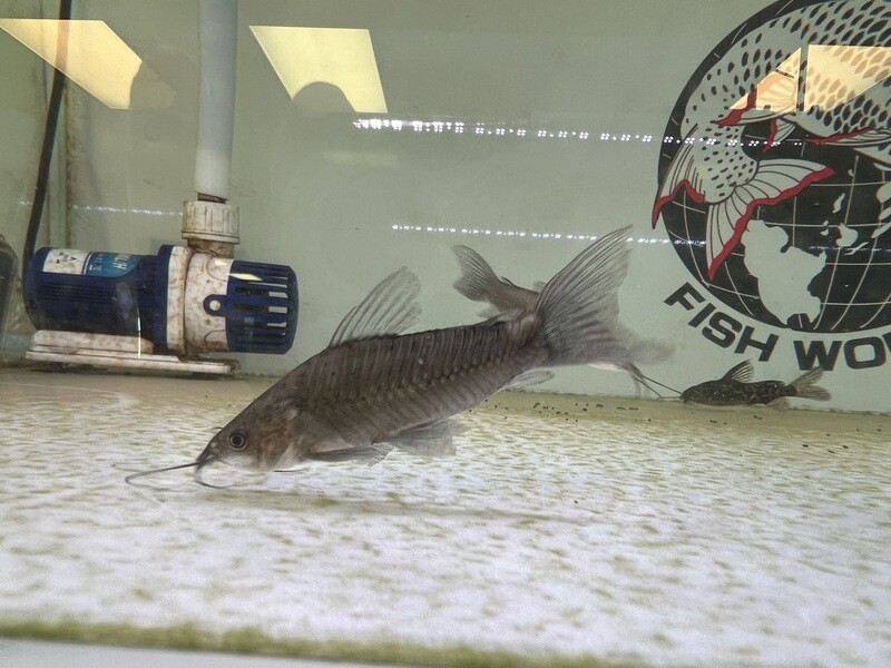 Hoplo Catfish