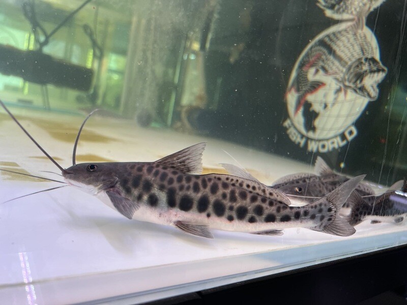Vulture Catfish