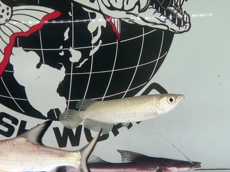 Jardini Arowana